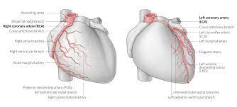 Left anterior descending artery d1: Monday Number Of Diagonal Arteries Coronary Artery Anatomy Blood Supply To The Heart Geeky Medics Example Problems Calculating The Number Of Diagonals Are Included