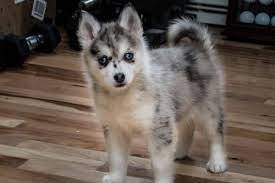 You can also choose from sustainable, personalized. Find Pomsky Breeders Near You Complete List By State