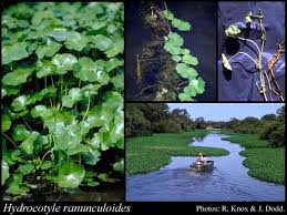 Image result for Hydrocotyle ranunculoides