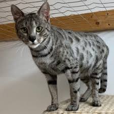Most size statistics are over exaggerated. F7 Savannah Kittens Surreal Savannahs