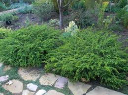 Image result for Melaleuca sp. A (Biegel 5741)