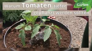 Wann und wie vollzieht sich die aussaat? Tomaten Tief Pflanzen So Wird Die Pflanze Kraftig Mdr Garten Youtube