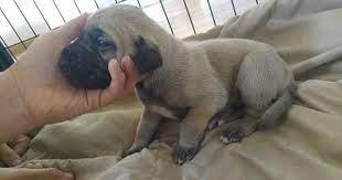 We take pride in cheering on & supporting our pups (& their families!) through their life and are proud to call them friends! Great Dane Puppy For Sale In Colorado Springs Co Adn 30599 On Puppyfinder Com Gender Male Age 2 Weeks Old Great Dane Puppy Puppies For Sale Great Dane