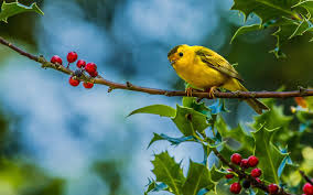 Animals Birds Photography Berry Leaves Nature Wildlife Trees Wallpapers Hd Desktop And Mobile Backgrounds Download and share awesome cool background hd mobile phone wallpapers. animals birds photography berry