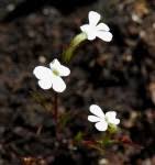 Image result for Striga bilabiata