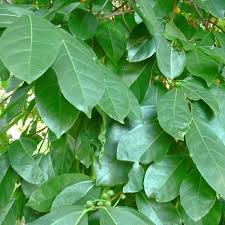 Image result for Ficus capreifolia