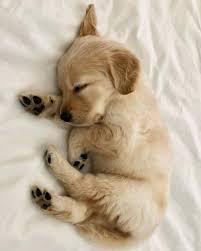Puppy Lovers On Instagram Omg Ilove Butter Animaux Adorables Animaux Mignons Animaux
