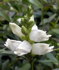 Image result for Blotiella glabra