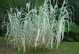 Image result for Arundo donax