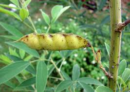 Image result for Cajanus