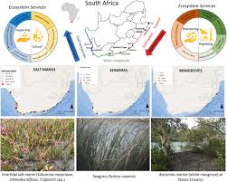 Image result for Chenolea diffusa