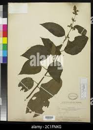 Image result for Triumfetta cordifolia