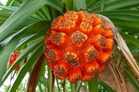 Image result for Pandanus sp. A