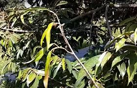 Secara amnya, buah durian mempunyai saiz. Cara Mengatasi Daun Pucuk Tanaman Durian Menguning Kampustani Com