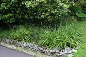 Image result for Murdannia stricta
