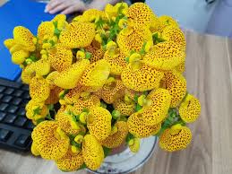 Image result for Calceolariaceae