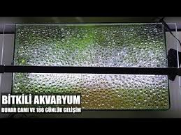En Iyi Fotosentez Taktikleri Bitkili Akvaryumda Fotosentez Nasil Olur Youtube