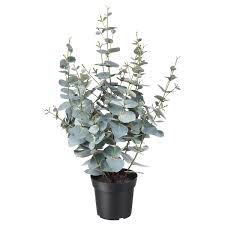 Perfectly replicated fake silk eucalyptus plants are an effortless way to keep your environment warm, cozy and welcoming year round. Fejka In Outdoor Eucalyptus Artificial Potted Plant Ikea