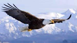 Angeloyv On Twitter Bald Eagle Eagle Painting Eagles