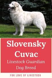 Slovensky Cuvac Livestock Guardian Dog Breed In 2020 Livestock Guardian Dog Livestock Guardian Livestock Guardian Dog Breeds