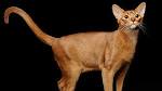 Abyssinian Cat Breed Information - Vetstreet