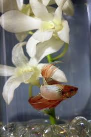 Betta Fish Centerpieces Betta Fish Bowl Fish Centerpiece Betta Fish