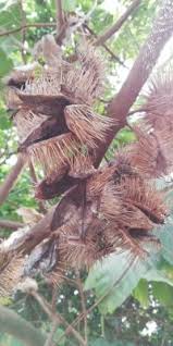 Image result for Caloncoba crepiniana