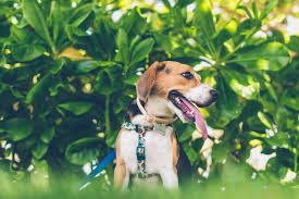 With treatment, survival time is about 12 months. These Dogs Can Sniff Out Lung Cancer With Startling Accuracy Phillyvoice