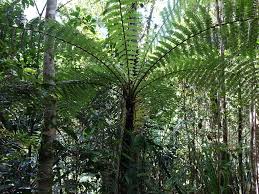 Image result for Cyathea mossambicensis