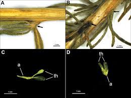 Image result for Salsola rabieana