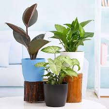 Check spelling or type a new query. Buy Low Maintenance Indoor Plants For Home Decoration Online From Nurserylive At Lowest Price