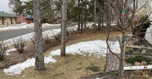 Creating A No Mow Front Yard Hometalk The community in which i live has an hoa with a covenants committee empowered to enforce the rul. hometalk