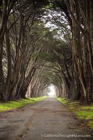 Cypress Tree Tunnel In Point Reyes National Seashore Cypress Tree Tunnel Point Reyes National Seashore Tree Tunnel