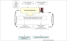 Does The Fetal Genotype Affect Maternal Physiology During Pregnancy Trends In Molecular Medicine