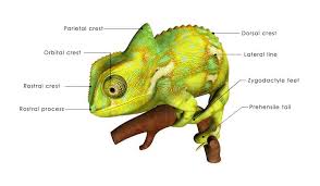 One combination signals fear or lost combat, another chameleon feet are well adapted for life on a limb. Veiled Chameleons A Beautiful Exotic Pet 2 Paws Up Inc