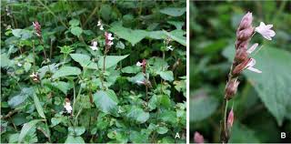 Image result for Isoglossa