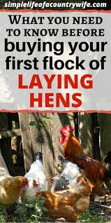 Buying Laying Hens What You Need To Know Laying Hens Raising Chickens Laying Chickens