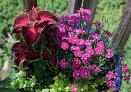Image result for Coleus alpinus