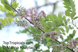 Image result for Gliricidia