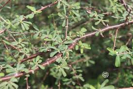 Image result for Euphorbia inaequilatera