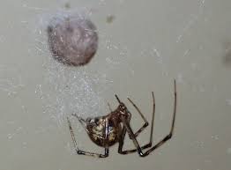 Meet The Deadliest Spiders In Tennessee U S Pest Protection