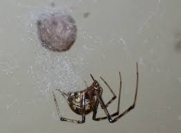 meet the deadliest spiders in tennessee u s pest protection