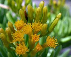 Image result for Senecio letouzeyanus