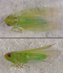 Image result for Empogona sp. A