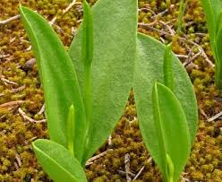 Image result for Ophioglossum thomasii