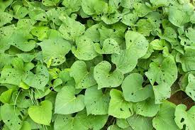 Check spelling or type a new query. How To Grow Sweet Potatoes At Home Gardener S Path Sweet Potato Leaves Grow Sweet Potatoes Growing Sweet Potatoes