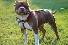 This Handsome Boy Is Michigans First Ukc American Bully