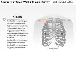The embryologic and anatomic basis of the chest wall is supplied by the posterior intercostal arteries arising from the aorta, the internal thoracic and the highest intercostals given off. 0514 Anatomy Of Chest Wall And Thoracic Cavity Medical Images For Powerpoint Graphics Presentation Background For Powerpoint Ppt Designs Slide Designs