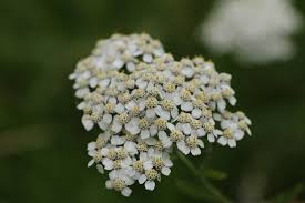 Try not to touch the flower with your hands or your shadow, and dip your flower into your water. Yarrow Flower Essence I Am Protected Saskia S Flower Essences