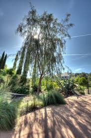 Common ornamental trees southern california. San Diego Trees Guide Best Types To Plant In Your Yard Install It Direct